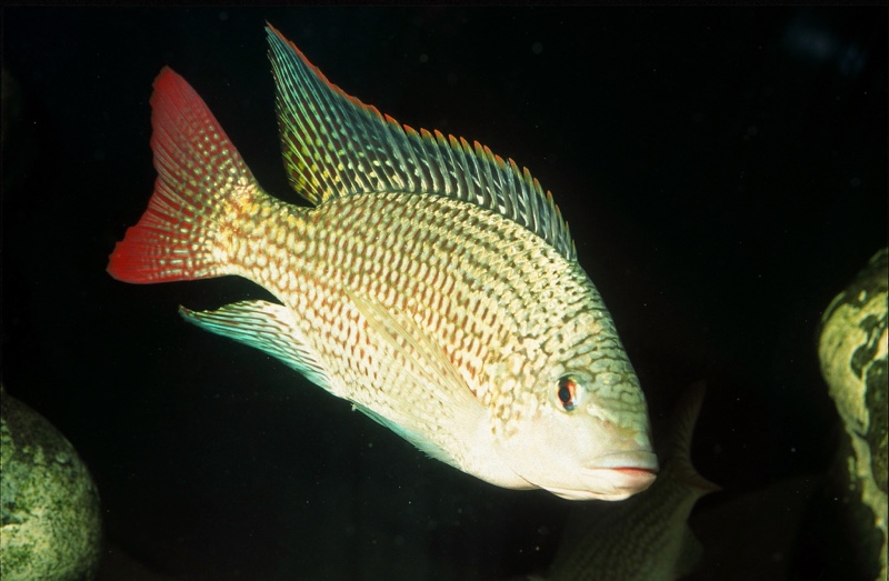 Oreochromis tanganicae